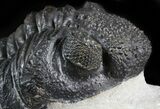 Drotops Trilobite - Issoumour, Morocco #45605-4